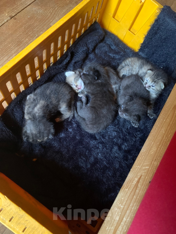 Кошки в других городах Ленинградской области: Булочки с корицей в добрые руки Разнополые, Бесплатно - фото 8