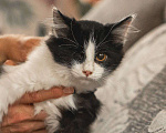 Кошки в Краснознаменске: Боцман ищет любящую семью❤️ Мальчик, 100 руб. - фото 1