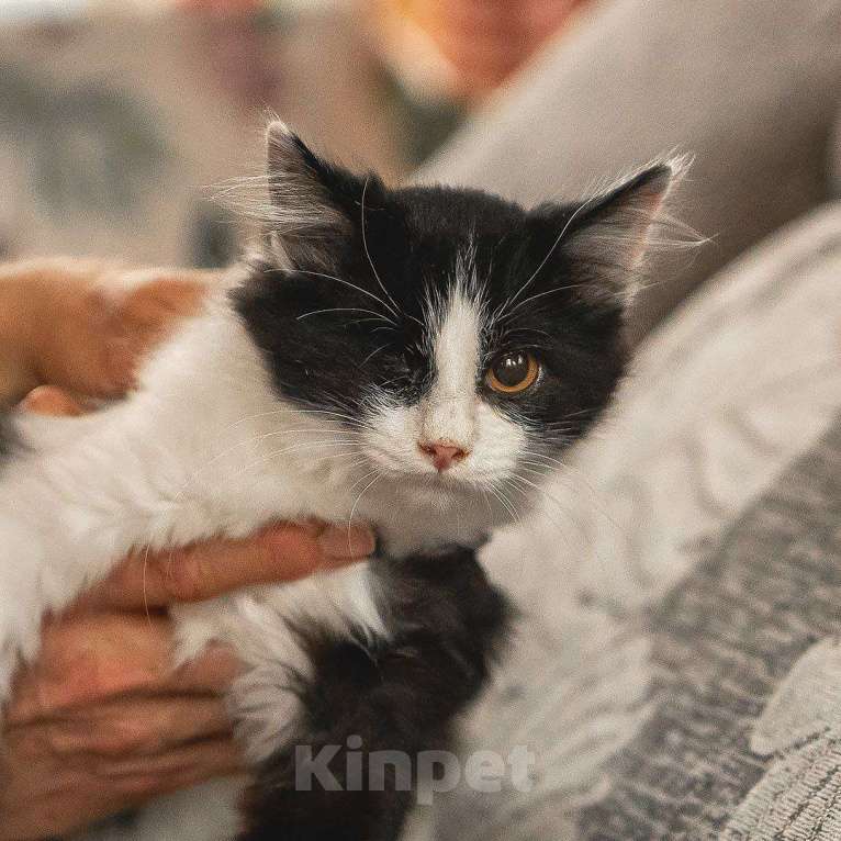 Кошки в Краснознаменске: Боцман ищет любящую семью❤️ Мальчик, 100 руб. - фото 1