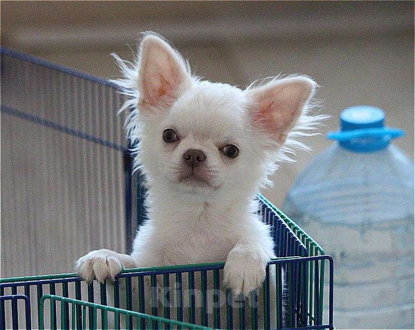 Собаки в Москве: подрощенный мальчик светлого окраса Мальчик, 20 000 руб. - фото 3