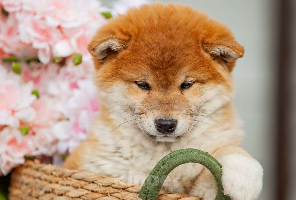 Собаки в Вологде: Сиба Мальчик, 80 000 руб. - фото 3