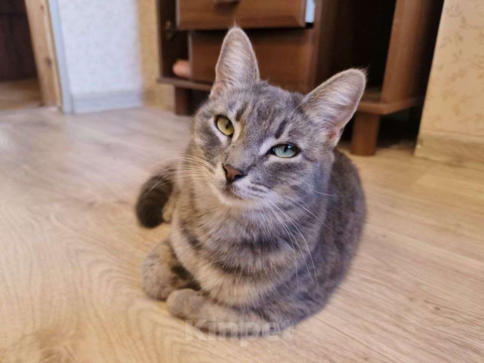 Кошки в других городах Краснодарского края: Отдам друзей в хорошие руки Девочка, Бесплатно - фото 5