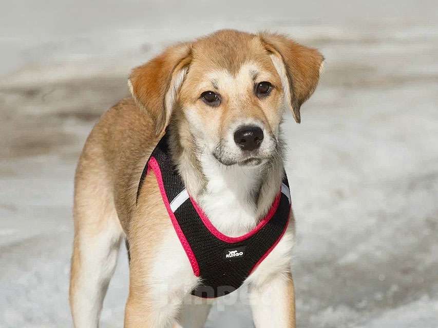 Собаки в Москве: Ласковая и нежная девочка-щенок Лилу ищет дом Девочка, Бесплатно - фото 2