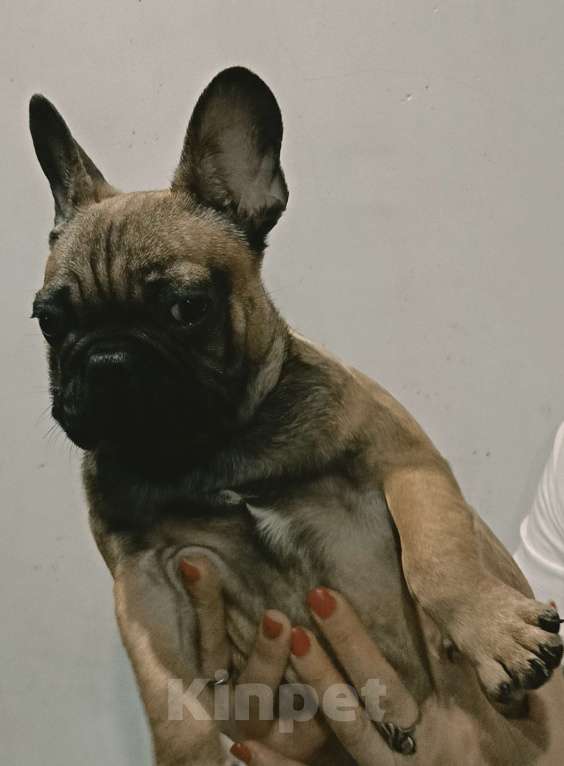 Собаки в Хадыженске: Мальчик Французский бульдог РКФ  Мальчик, 80 000 руб. - фото 1