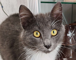 Кошки в Уфе: Малыш  Мальчик, 500 руб. - фото 1