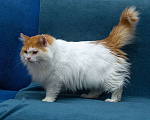 Кошки в Москве: Шикарный рыже-белый котеич  Мальчик, 1 руб. - фото 4