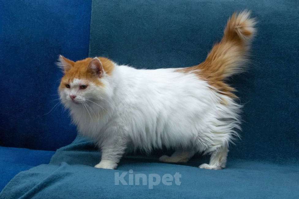 Кошки в Москве: Шикарный рыже-белый котеич  Мальчик, 1 руб. - фото 4