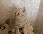 Кошки в Туле: Жду любимого хозяина Девочка, Бесплатно - фото 4