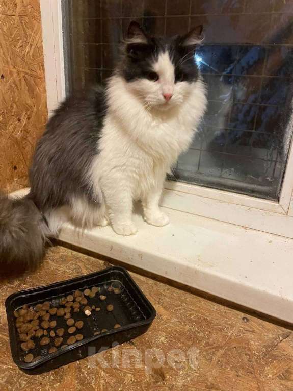 Кошки в других городах Московской области: Томик ищет дом Мальчик, Бесплатно - фото 5