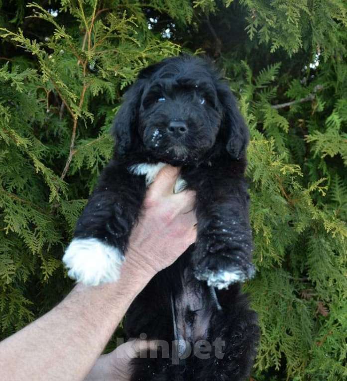 Собаки в других городах Московской области: Шикарный мальчик  Мальчик, 40 000 руб. - фото 3