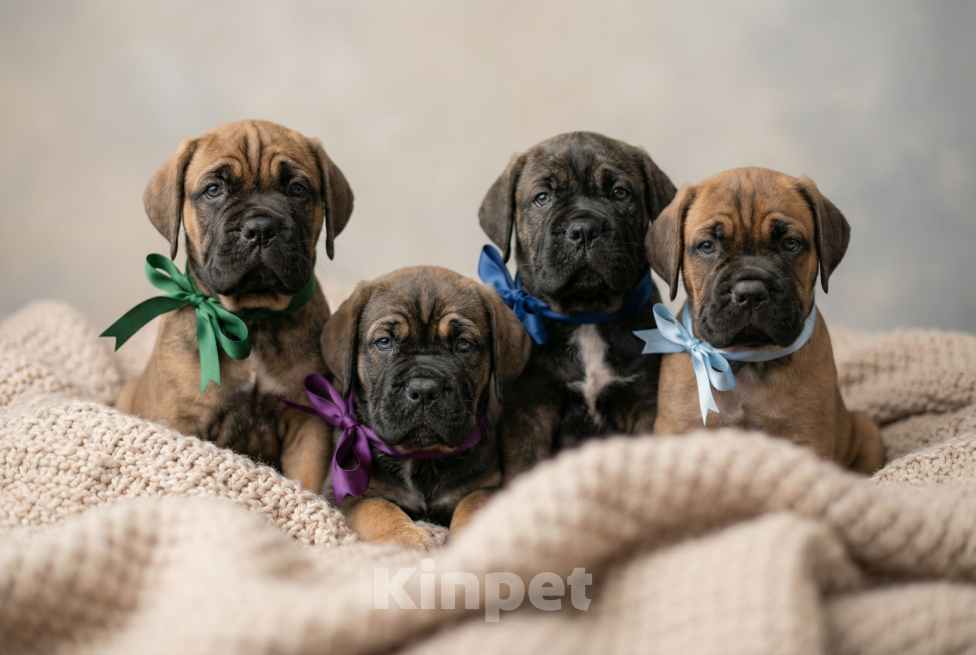 Собаки в других городах Самарской области: Продажа Мальчик, 40 000 руб. - фото 2