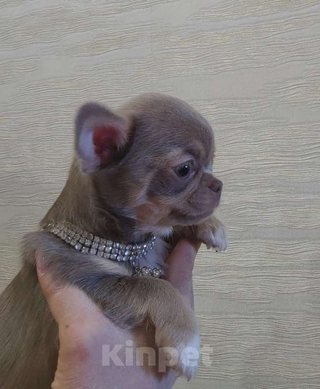 Собаки в Самаре: Девочка чихуахуа Девочка, Бесплатно - фото 1