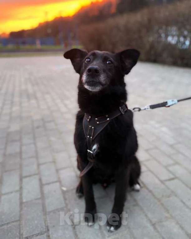 Собаки в Москве: Пристраивается пёс по имени Космос с печальной судьбой Мальчик, Бесплатно - фото 1