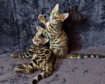 Кошки в Анапе: Бенгальский котенок Мальчик, 18 000 руб. - фото 3