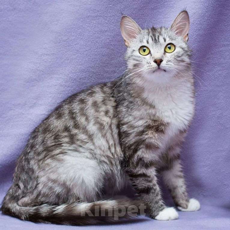 Кошки в Москве: Кисточку вернули спустя меньше суток после приезда домой 💔 Девочка, Бесплатно - фото 3