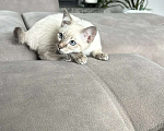 Кошки в Москве: Котята меконгского бобтейла Мальчик, Бесплатно - фото 1