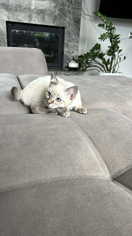 Котята меконгского бобтейла