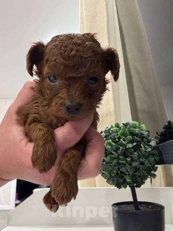 Собаки в Москве: той-пудель тедди девочка Девочка, 130 000 руб. - фото 1