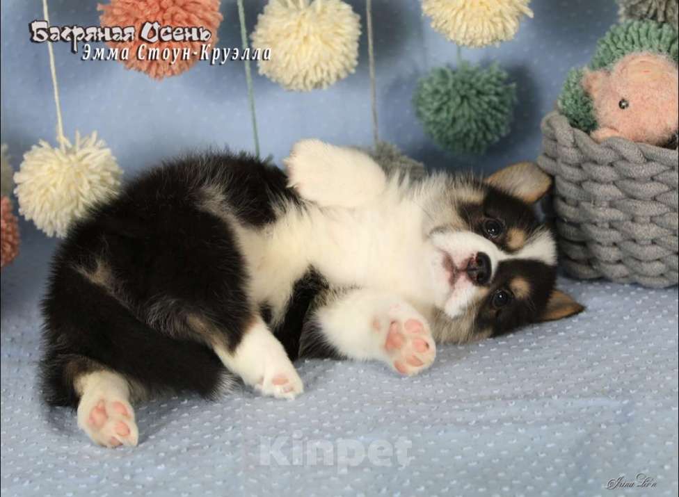 Собаки в Москве: Чакибусенок #6 очень серьезная малышка триколор Круэлла  Девочка, Бесплатно - фото 6