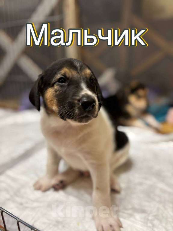 Собаки в Балашихе: Парень  Мальчик, Бесплатно - фото 1