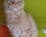 Кошки в Дмитрове: Мейн-кун полидакт Мальчик, 75 000 руб. - фото 3