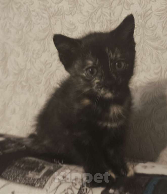 Кошки в Новосибирске: Котенок в добрые руки Девочка, Бесплатно - фото 2