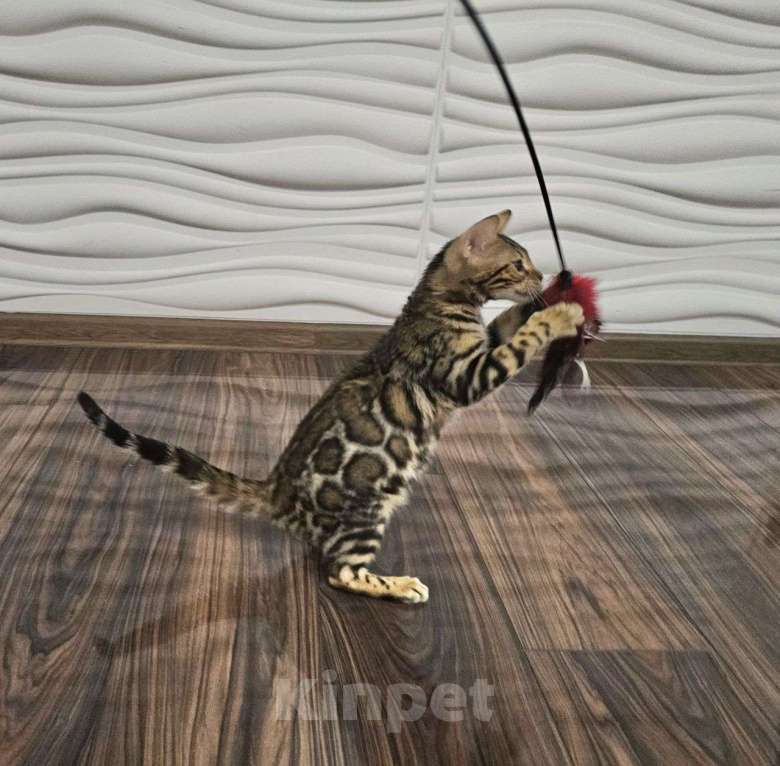 Кошки в Москве: Бенгальский котенок  Девочка, 35 000 руб. - фото 4