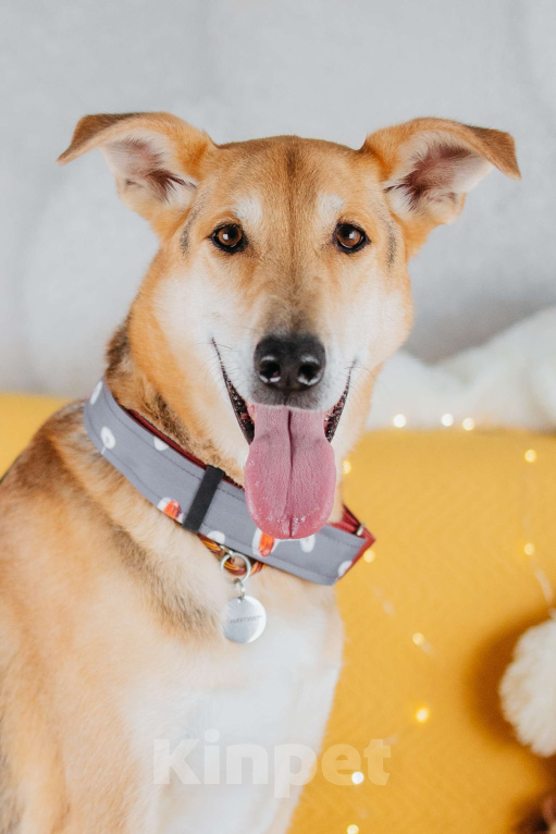 Собаки в Москве: Аристократичный пес ищет семью Мальчик, Бесплатно - фото 7