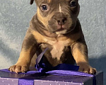 Собаки в Москве: Американские булли покет Девочка, Бесплатно - фото 10