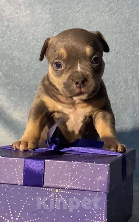 Собаки в Москве: Американские булли покет Девочка, Бесплатно - фото 10