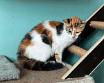 Кошки в Мытищах: Милочка ищет дом Девочка, 10 руб. - фото 3
