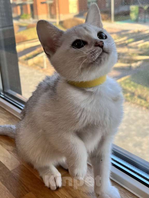 Кошки в других городах Ленинградской области: Котята бурмилла  Мальчик, 60 000 руб. - фото 5