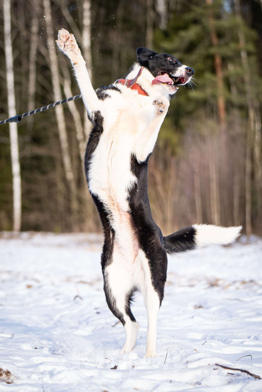 Собаки в Клине: Джоли — звёздная собачка Девочка, Бесплатно - фото 2
