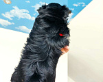 Собаки в Москве: Черный йорк Мальчик, 80 000 руб. - фото 2