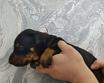 Собаки в других городах Московской области: Щенки добермана  Девочка, 65 000 руб. - фото 2