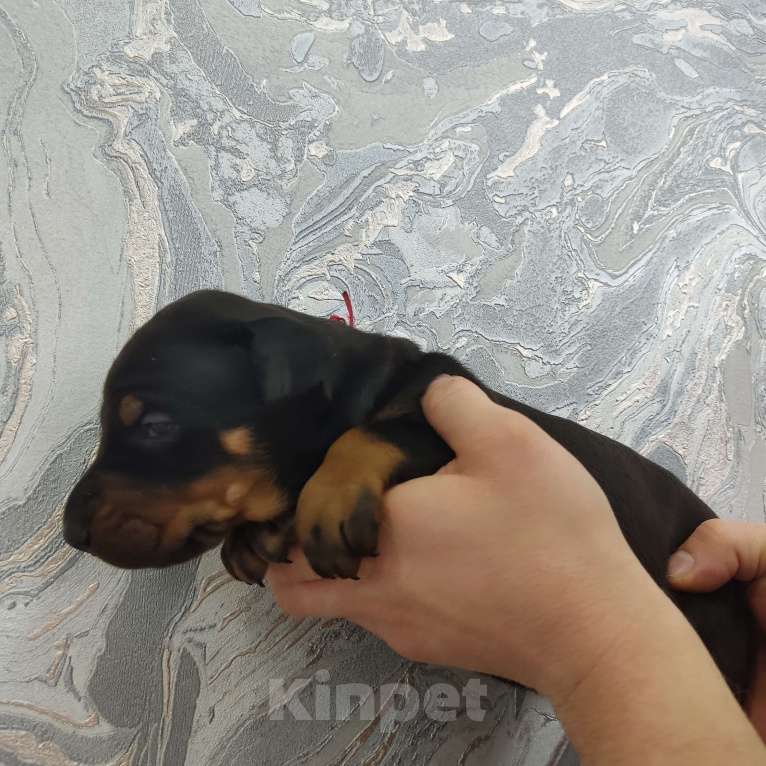 Собаки в других городах Московской области: Щенки добермана  Девочка, 65 000 руб. - фото 2