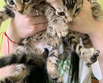 Кошки в Челябинске: Бенгальские котята  Мальчик, 1 000 руб. - фото 3