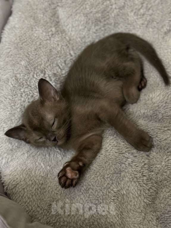 Кошки в Москве: Котенок-девочка европейская бурманская Девочка, 120 000 руб. - фото 2