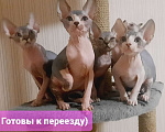 Кошки в Москве: Котята Канадского сфинкса, ласковые, игривые, замечательные  Девочка, Бесплатно - фото 1