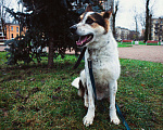 Собаки в Москве: Буф Мальчик, Бесплатно - фото 6