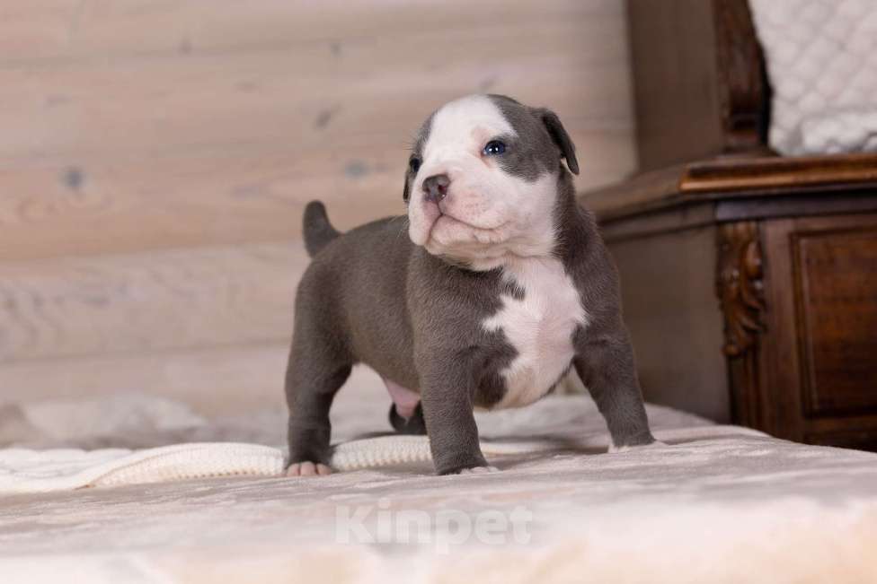 Собаки в Королеве: Американский булли стандарт Мальчик, 200 000 руб. - фото 5