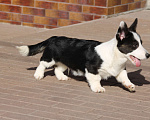 Собаки в Одинцово: Мальчик Вельш Корги Кардиган Мальчик, 50 000 руб. - фото 1