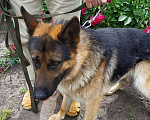 Собаки в Курчатове: Немецкая овчарка вязка, 1 500 руб. - фото 4
