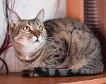 Кошки в Москве: Некрасивая кошка ищет дом и семью. Девочка, Бесплатно - фото 3