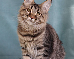 Кошки в Мытищах: Котенок Мейн-кун Мальчик, 40 000 руб. - фото 10