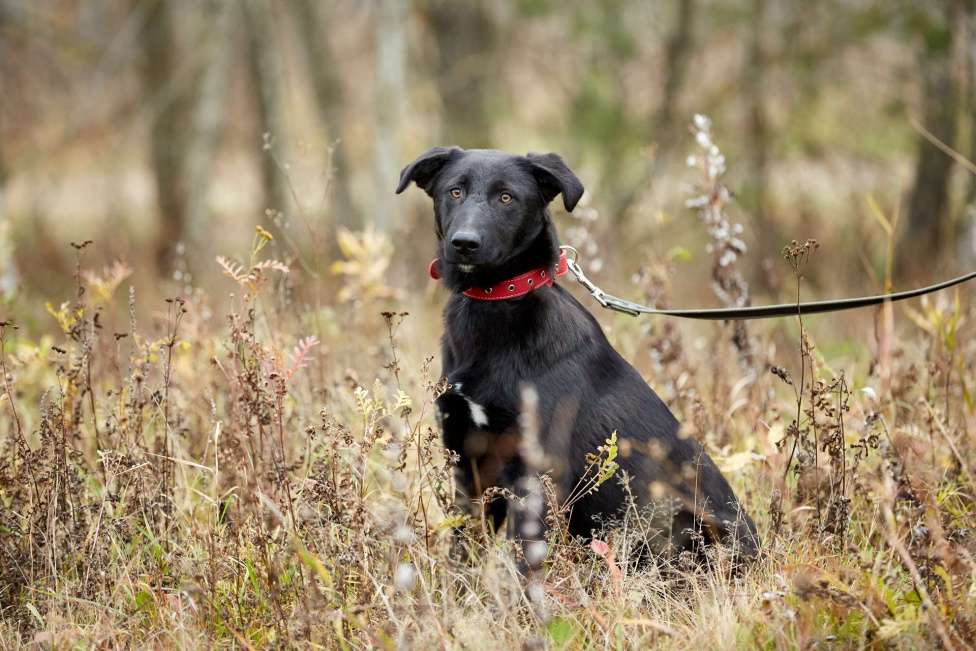 Собаки в Москве: Сладкие ребенок из приюта Девочка, Бесплатно - фото 5