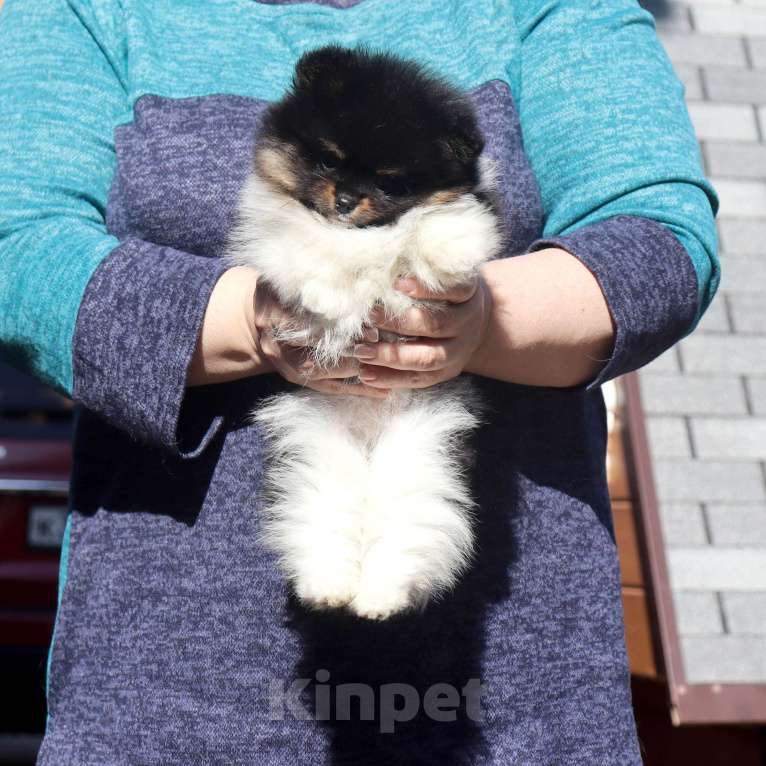 Собаки в Москве: Нарядная красотка Девочка, 75 000 руб. - фото 6