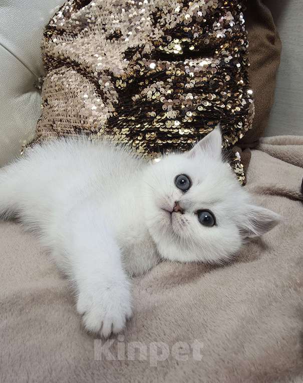 Кошки в Абакане: Предлагается котенок шотландская серебристая шиншилла (девочка) Девочка, Бесплатно - фото 4