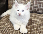 Кошки в Москве: Мейн-кун полидак Мальчик, 130 000 руб. - фото 2