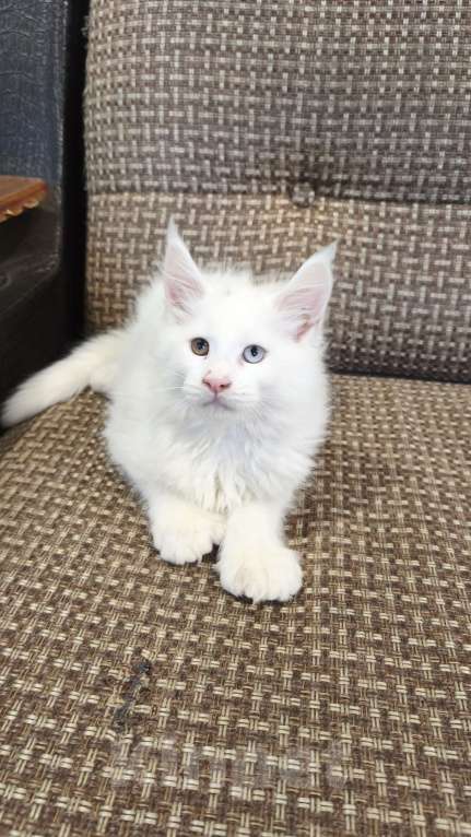 Кошки в Москве: Мейн-кун полидак Мальчик, 130 000 руб. - фото 2